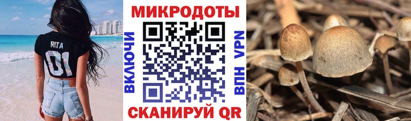 Галлюциногенные грибы прущие грибы  Питкяранта 